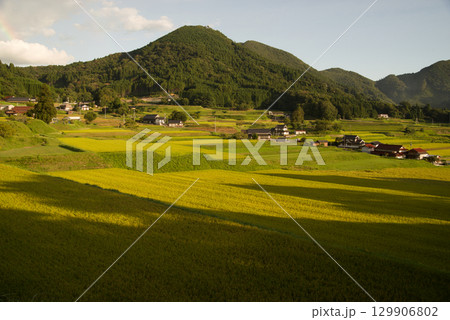 夕陽に照らされた棚田 稲穂 黄金色 つなぐ棚田遺産比和三河内の棚田 夕陽に照らされた棚田 稲穂 黄金色 つなぐ棚田遺産比和三河内の棚田 129906802