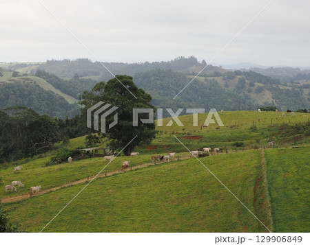 緑の丘に沿う群れの歩みⅡ―Ellinjaa Fallsの午後 129906849