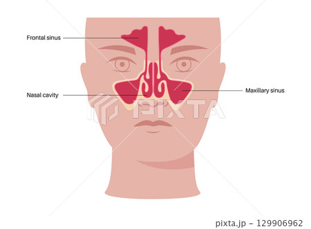 Paranasal sinus poster 129906962