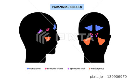 Paranasal sinus poster 129906970