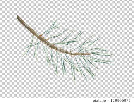 Christmas tree branch with snow. Watercolor illustration of a winter plant. Hand drawn vintage sketch on white isolated background. Water color painting clip art image 129906975