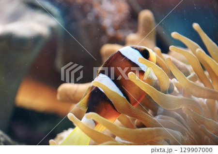 クマノミ 129907000