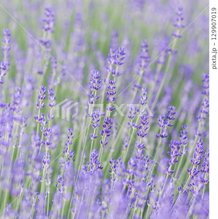Lavender flowers blooming in the field. Soft focus. Floral background Lavender flowers blooming in the field. Soft focus. Floral background 129907019