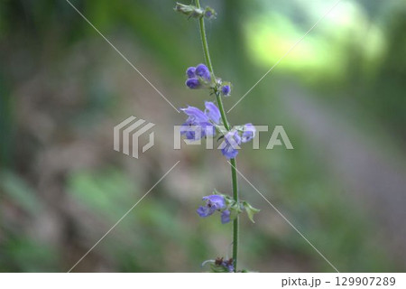 薄紫色の花を咲かせるアキノタムラソウ 129907289