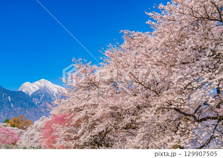 【山梨県】南アルプスを背に眞原（さねはら）桜並木 129907505