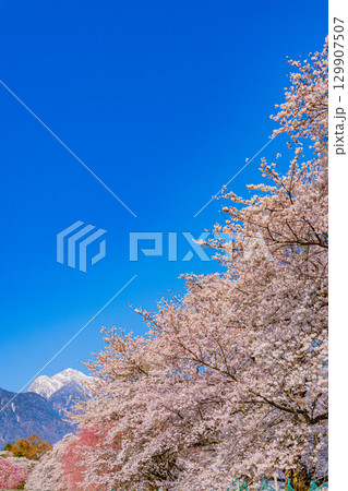 【山梨県】南アルプスを背に眞原（さねはら）桜並木 129907507