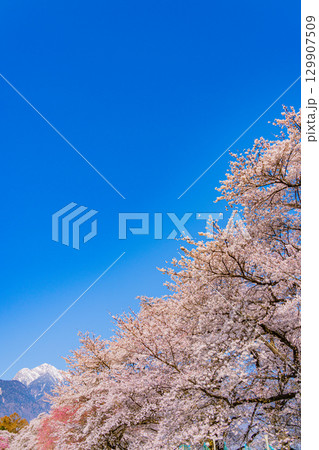【山梨県】南アルプスを背に眞原（さねはら）桜並木 129907509