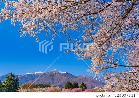 【山梨県】南アルプスを背に眞原（さねはら）桜並木 129907511