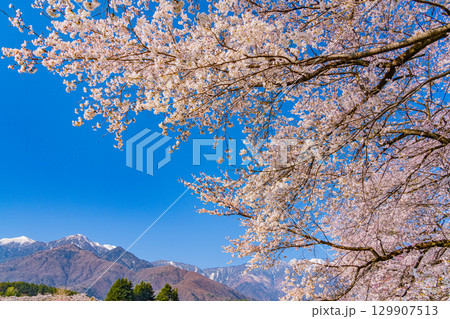 【山梨県】南アルプスを背に眞原(さねはら)桜並木 【山梨県】南アルプスを背に眞原(さねはら)桜並木 129907513