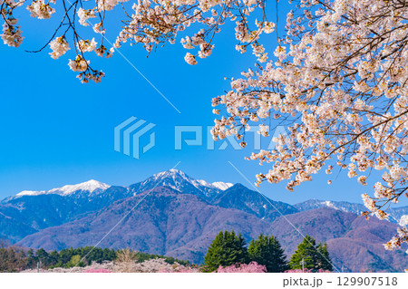 【山梨県】南アルプスを背に眞原（さねはら）桜並木 129907518