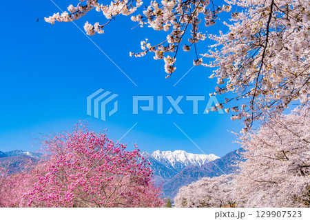 【山梨県】南アルプスを背に眞原（さねはら）桜並木 129907523