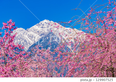 【山梨県】南アルプスを背に眞原(さねはら)桜並木 【山梨県】南アルプスを背に眞原(さねはら)桜並木 129907525