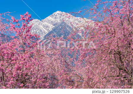 【山梨県】南アルプスを背に眞原（さねはら）桜並木 129907526