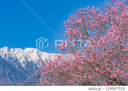 【山梨県】南アルプスを背に眞原(さねはら)桜並木 【山梨県】南アルプスを背に眞原(さねはら)桜並木 129907528