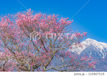【山梨県】南アルプスを背に眞原(さねはら)桜並木 【山梨県】南アルプスを背に眞原(さねはら)桜並木 129907529
