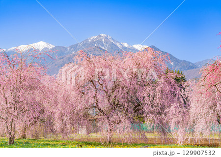 【山梨県】南アルプスを背に眞原(さねはら)桜並木 【山梨県】南アルプスを背に眞原(さねはら)桜並木 129907532