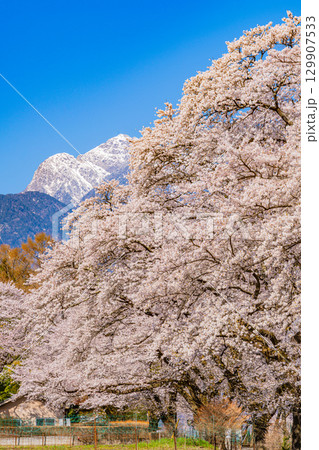 【山梨県】南アルプスを背に眞原（さねはら）桜並木 129907533