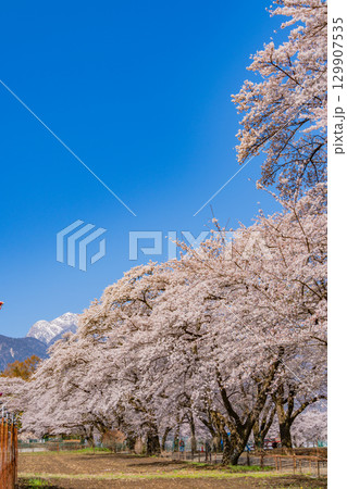【山梨県】南アルプスを背に眞原(さねはら)桜並木 【山梨県】南アルプスを背に眞原(さねはら)桜並木 129907535