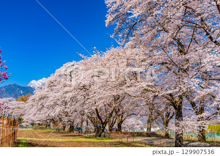【山梨県】南アルプスを背に眞原（さねはら）桜並木 129907536