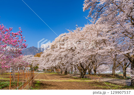 【山梨県】南アルプスを背に眞原（さねはら）桜並木 129907537