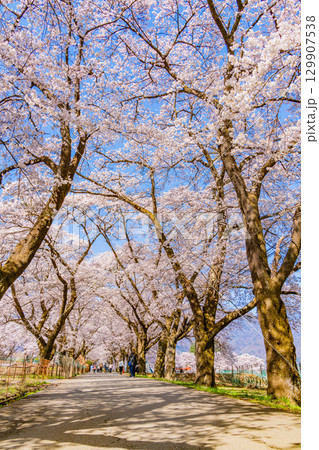 【山梨県】南アルプスを背に眞原（さねはら）桜並木 129907538