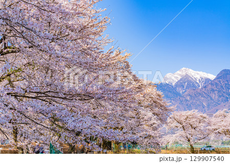 【山梨県】南アルプスを背に眞原(さねはら)桜並木 【山梨県】南アルプスを背に眞原(さねはら)桜並木 129907540
