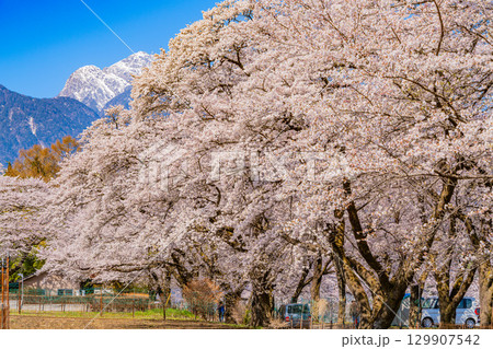 【山梨県】南アルプスを背に眞原(さねはら)桜並木 【山梨県】南アルプスを背に眞原(さねはら)桜並木 129907542