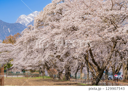 【山梨県】南アルプスを背に眞原（さねはら）桜並木 129907543