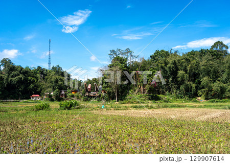 Traditional village with rice fields in Toraja, Sulawesi, Indonesia 129907614