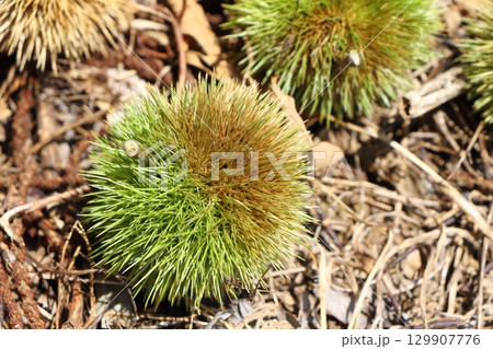 地面に落ちた栗 129907776