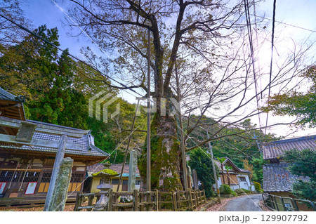 秋の山梨県北杜市須玉町 根古屋神社の大ケヤキ(畑木) 129907792