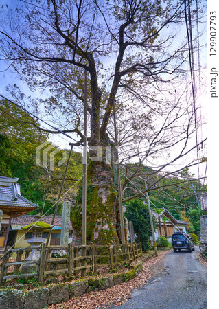 秋の山梨県北杜市須玉町 根古屋神社の大ケヤキ(畑木) 秋の山梨県北杜市須玉町 根古屋神社の大ケヤキ(畑木) 129907793