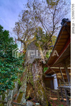 秋の山梨県北杜市須玉町 根古屋神社の大ケヤキ(田木)を見上げる 129907795