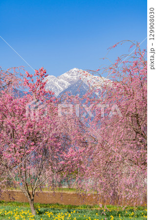 【山梨県】南アルプスを背に眞原(さねはら)の桜 【山梨県】南アルプスを背に眞原(さねはら)の桜 129908030