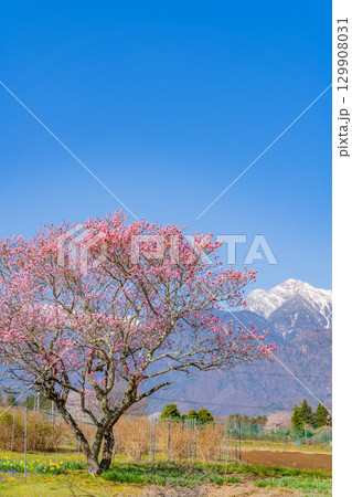 【山梨県】南アルプスを背に眞原（さねはら）の桜 129908031