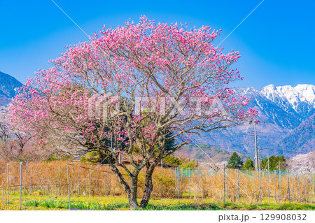 【山梨県】南アルプスを背に眞原（さねはら）の桜 129908032