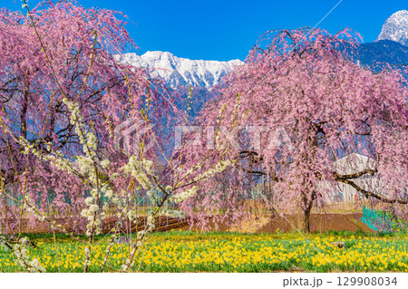 【山梨県】南アルプスを背に眞原（さねはら）の桜 129908034