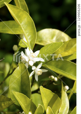春の陽を浴びて真っ白に咲いたシークワサーの花 春の陽を浴びて真っ白に咲いたシークワサーの花 129908206