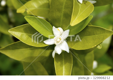 春の陽を浴びて真っ白に咲いたシークワサーの花 129908212