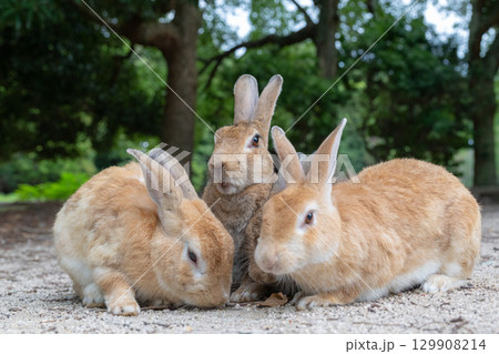 後ろからひょっこり顔を出すウサギ 129908214