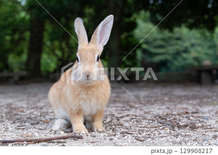 うさぎの記念撮影 うさぎの記念撮影 129908217