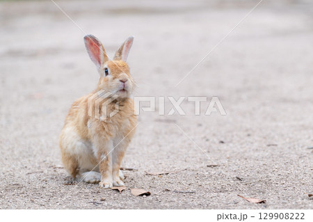 空模様が気になるウサギ 129908222