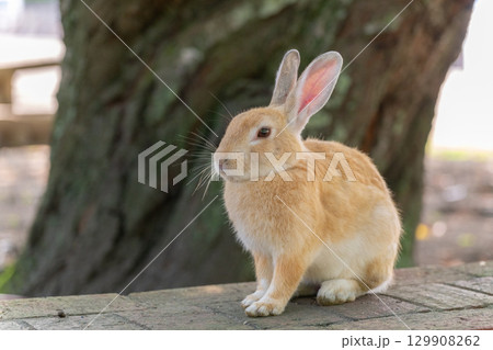 おすわりするウサギ 129908262