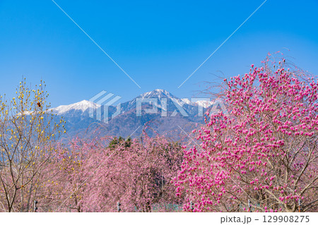 【山梨県】南アルプスを背に眞原(さねはら)の紫モクレンと桜 【山梨県】南アルプスを背に眞原(さねはら)の紫モクレンと桜 129908275