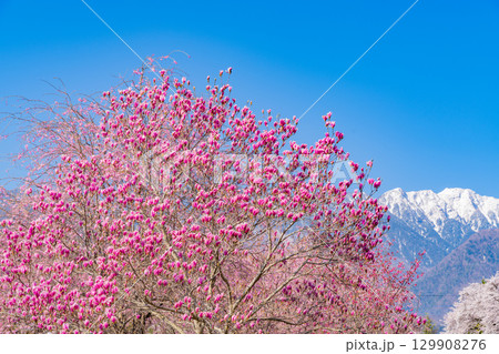 【山梨県】南アルプスを背に眞原（さねはら）の紫モクレンと桜 129908276