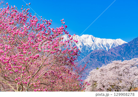 【山梨県】南アルプスを背に眞原（さねはら）の紫モクレンと桜 129908278