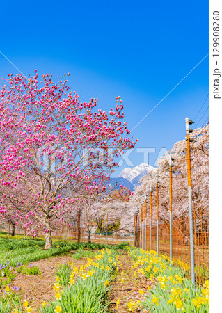 【山梨県】南アルプスを背に眞原(さねはら)の紫モクレンと桜 【山梨県】南アルプスを背に眞原(さねはら)の紫モクレンと桜 129908280