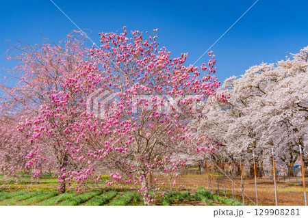 【山梨県】南アルプスを背に眞原(さねはら)の紫モクレンと桜 【山梨県】南アルプスを背に眞原(さねはら)の紫モクレンと桜 129908281