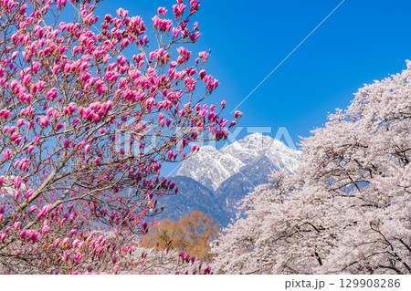 【山梨県】南アルプスを背に眞原(さねはら)の紫モクレンと桜 【山梨県】南アルプスを背に眞原(さねはら)の紫モクレンと桜 129908286