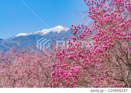 【山梨県】南アルプスを背に眞原（さねはら）の紫モクレンと桜 129908287